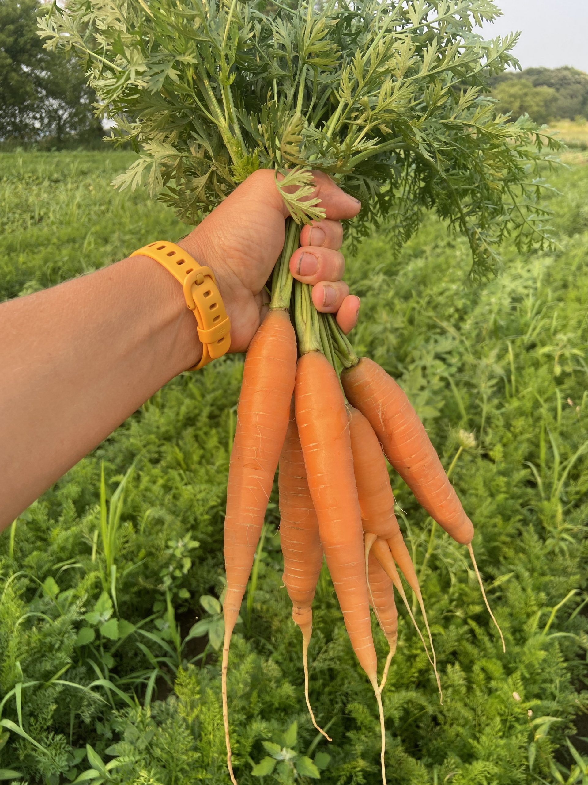 Meijer selling organic mini carrots in new compostable bags | Business |  abc12.com